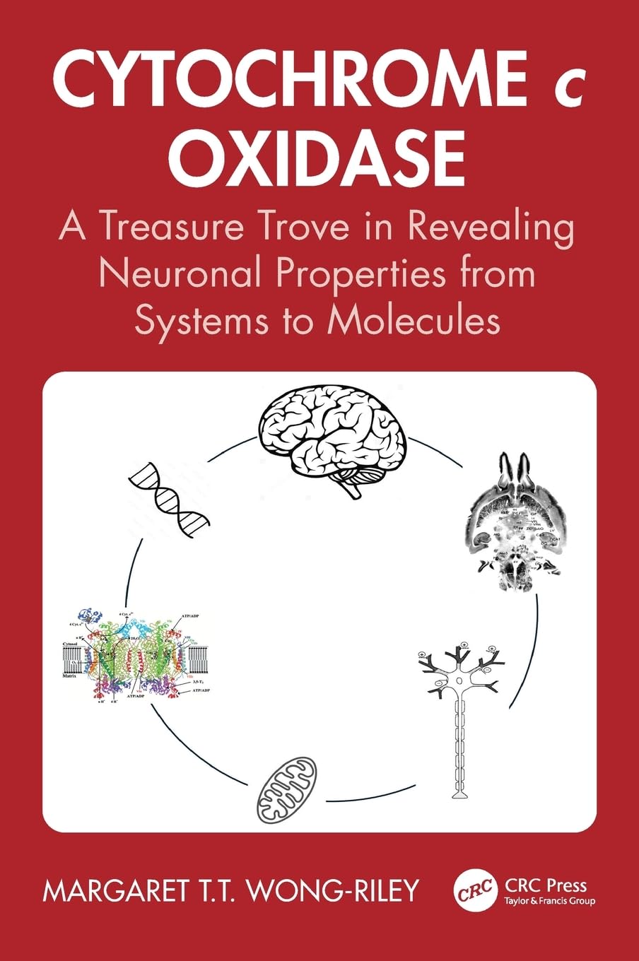 Cytochrome c Oxidase: A Treasure Trove in Revealing Neuronal Properties from Systems to Molecules