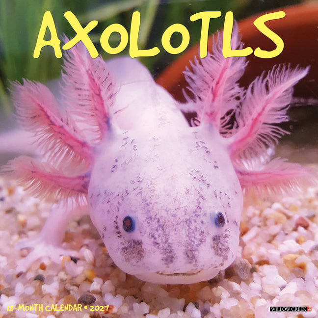 Axolotls 2027 12 X 12 Wall Calendar