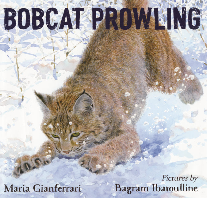 Bobcat Prowling