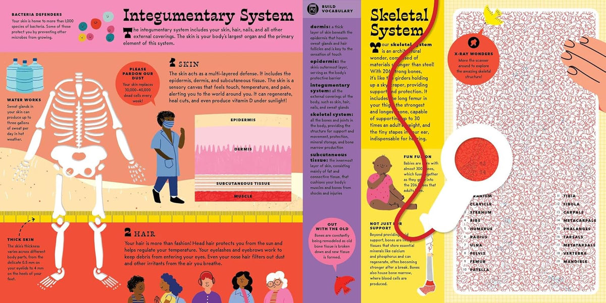 The Interactive Human Body