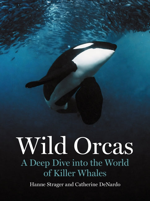Wild Orcas: A Deep Dive Into the World of Killer Whales