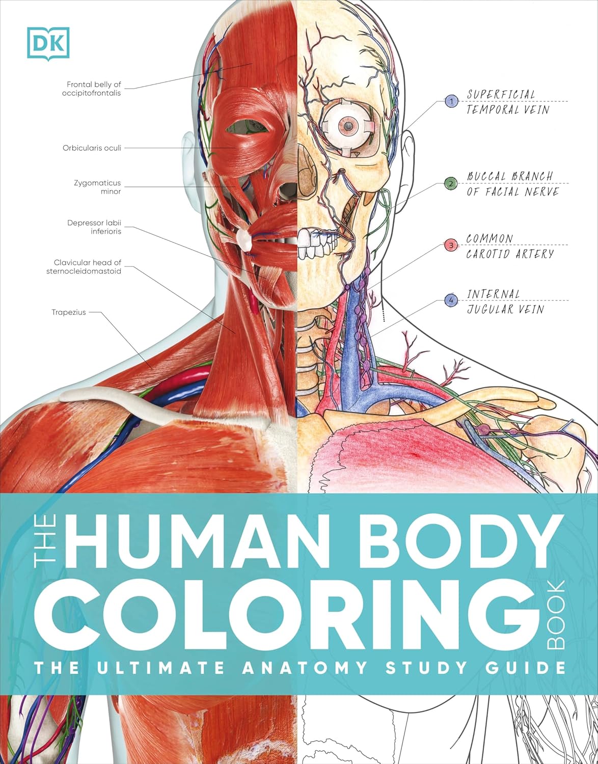 Human Body Coloring Book The Ultimate Anatomy Study Guide, Second Edition