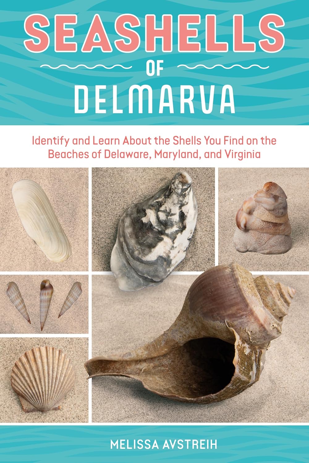 Seashells of Delmarva: Identify and Learn about the Shells You Find on the Beaches of Delaware, Maryland, and Virginia