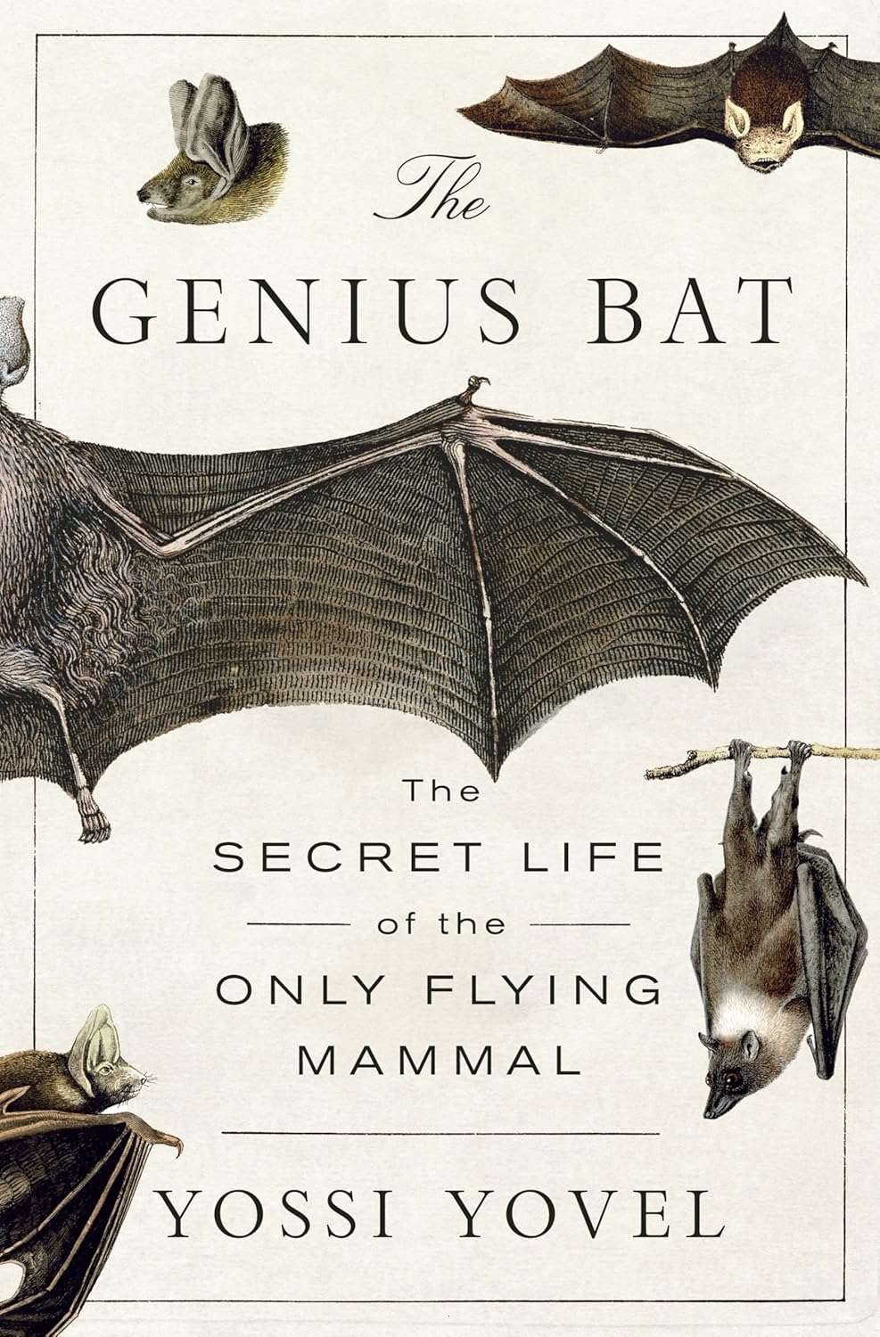 Genius Bat: The Secret Life of the Only Flying Mammal