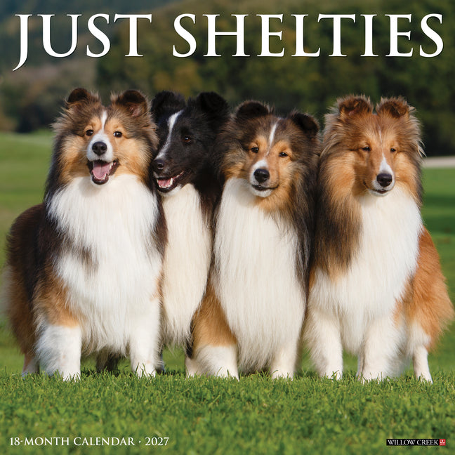 Shelties 2027 12 X 12 Wall Calendar