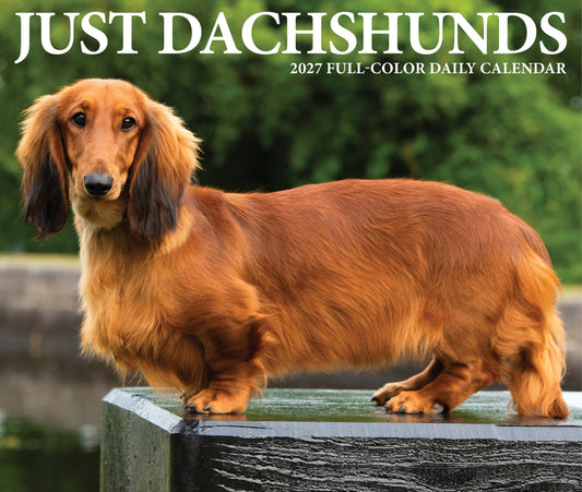 Dachshunds 2027 5.4 X 6.2 Box Calendar