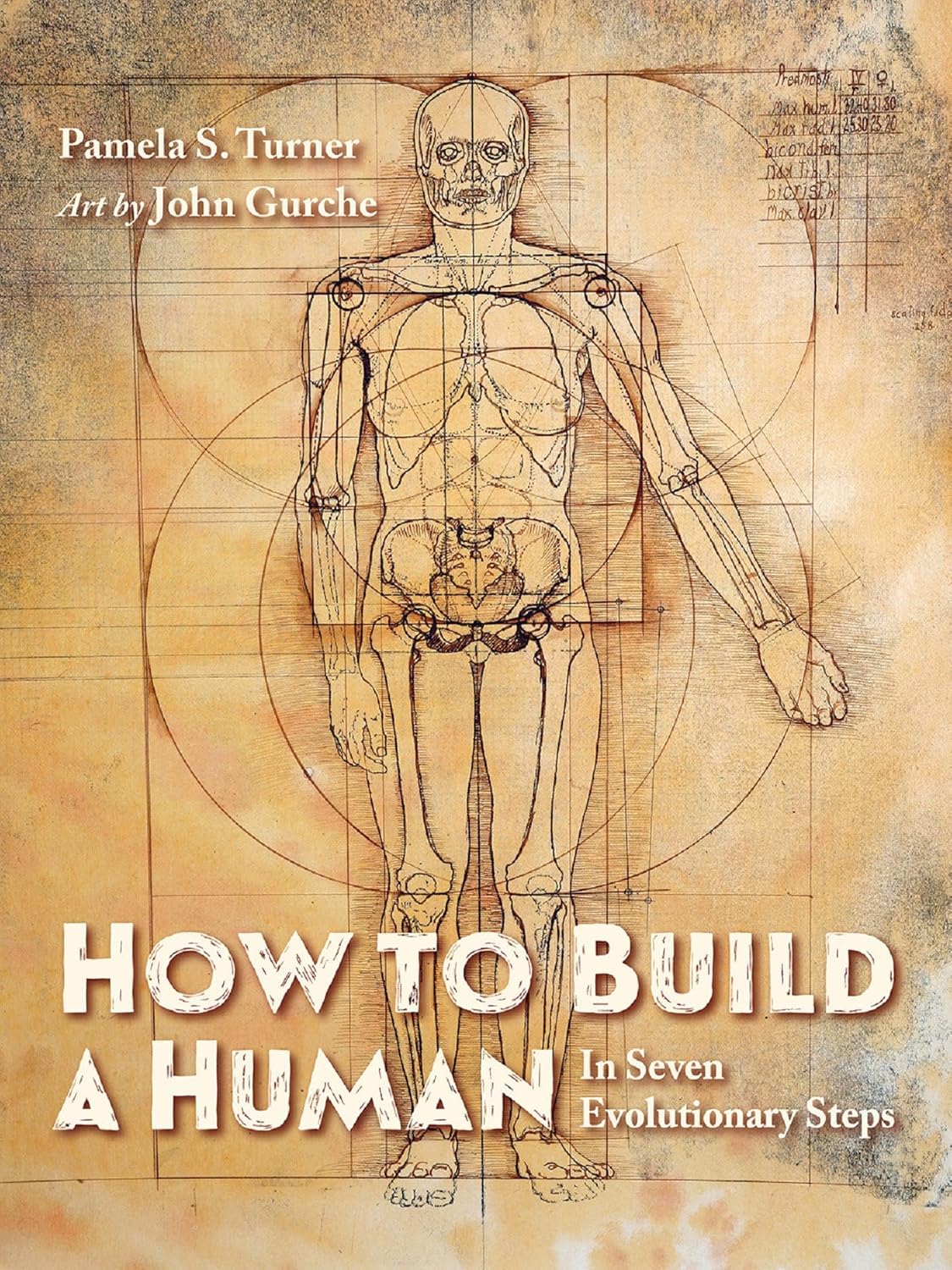 How to Build a Human: In Seven Evolutionary Steps