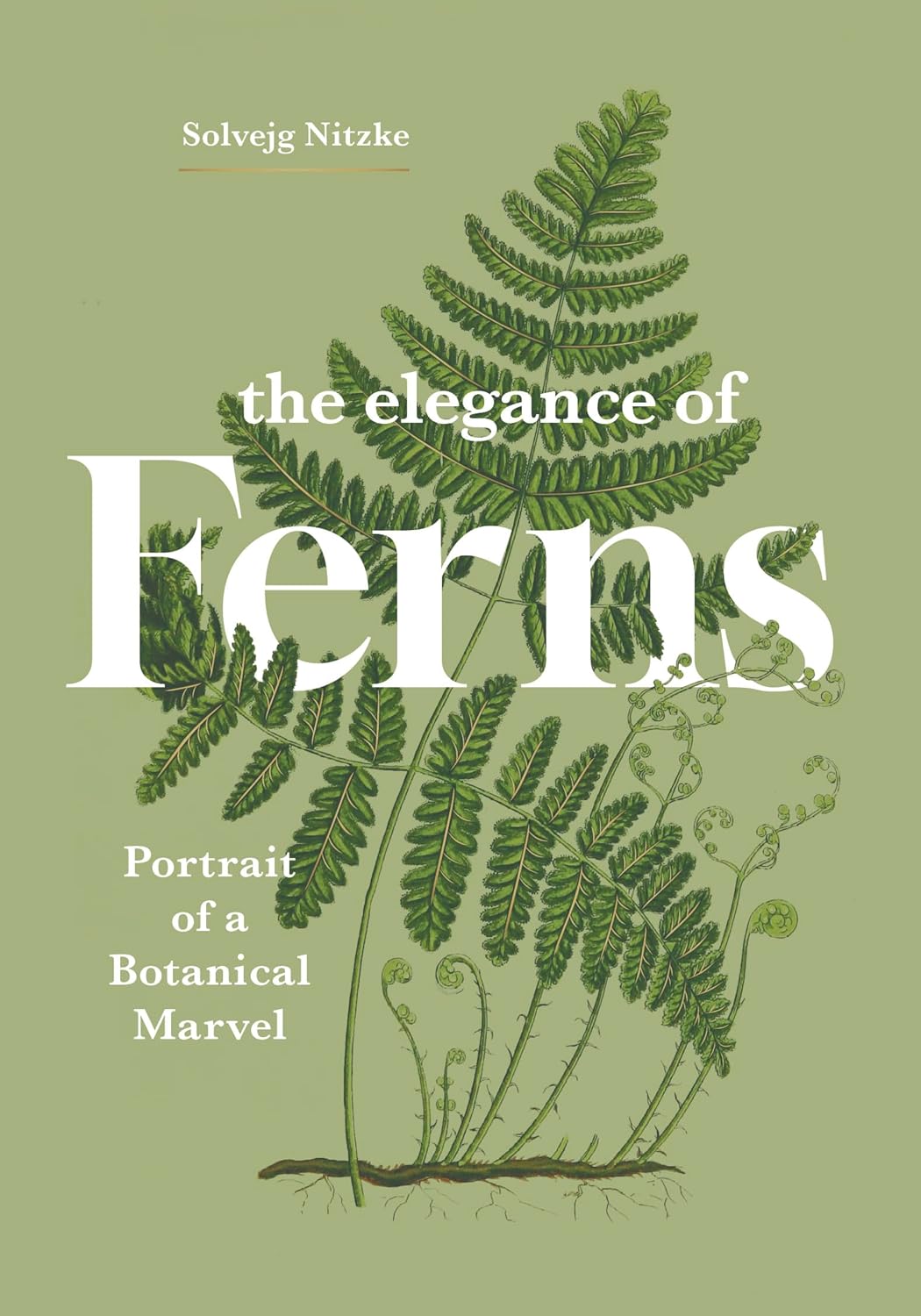The Elegance of Ferns: Portrait of a Botanical Marvel