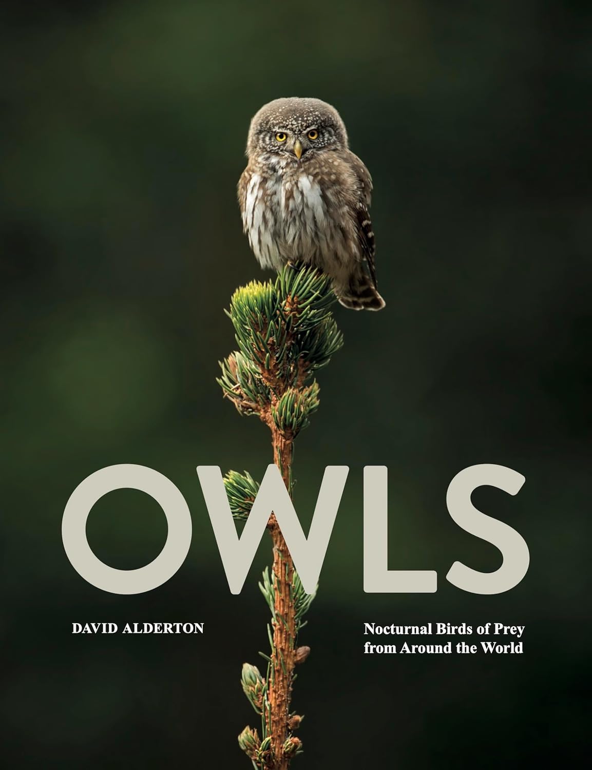 Owls: Nocturnal Birds of Prey from Around the World