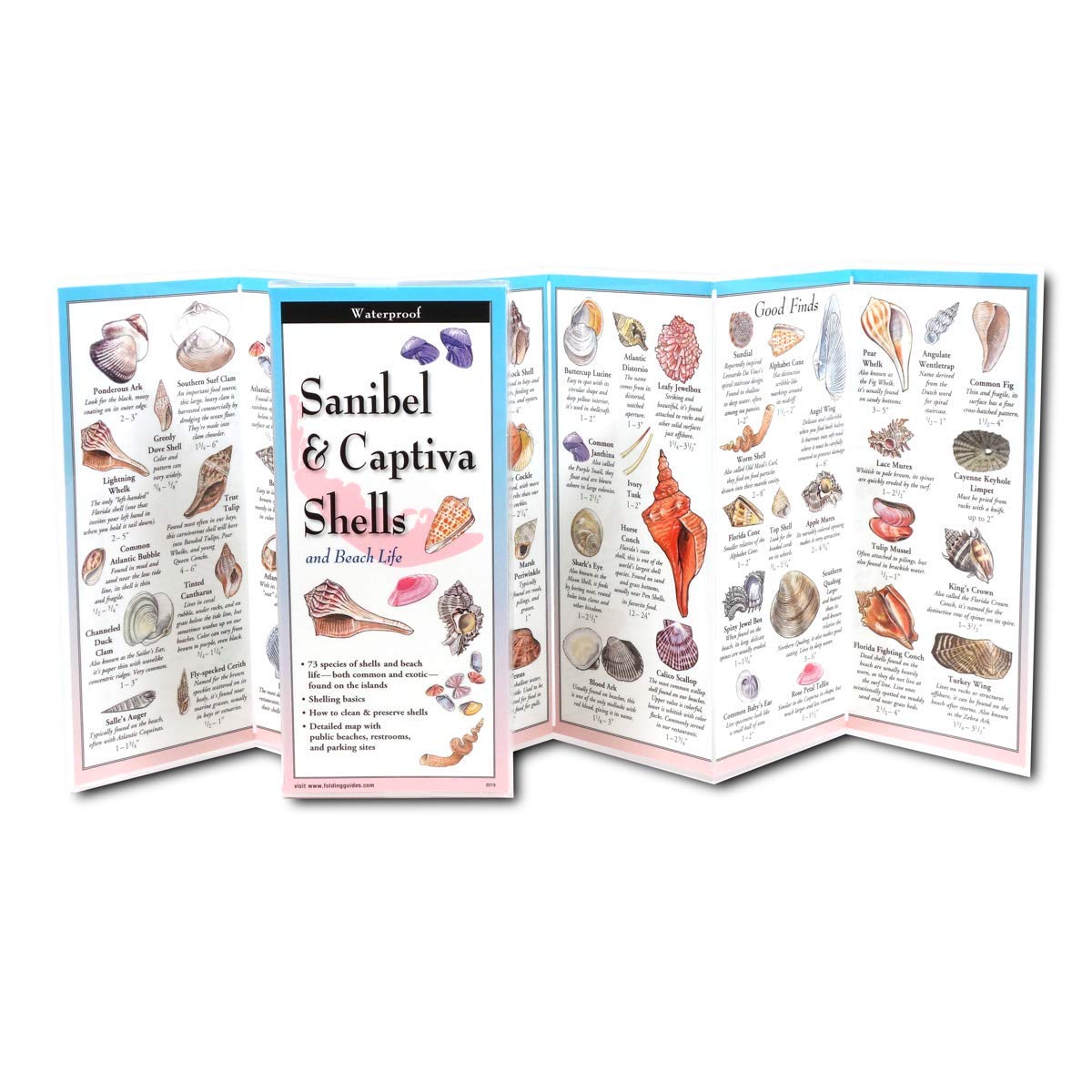 Sanibel & Captiva Shells and Beach Life