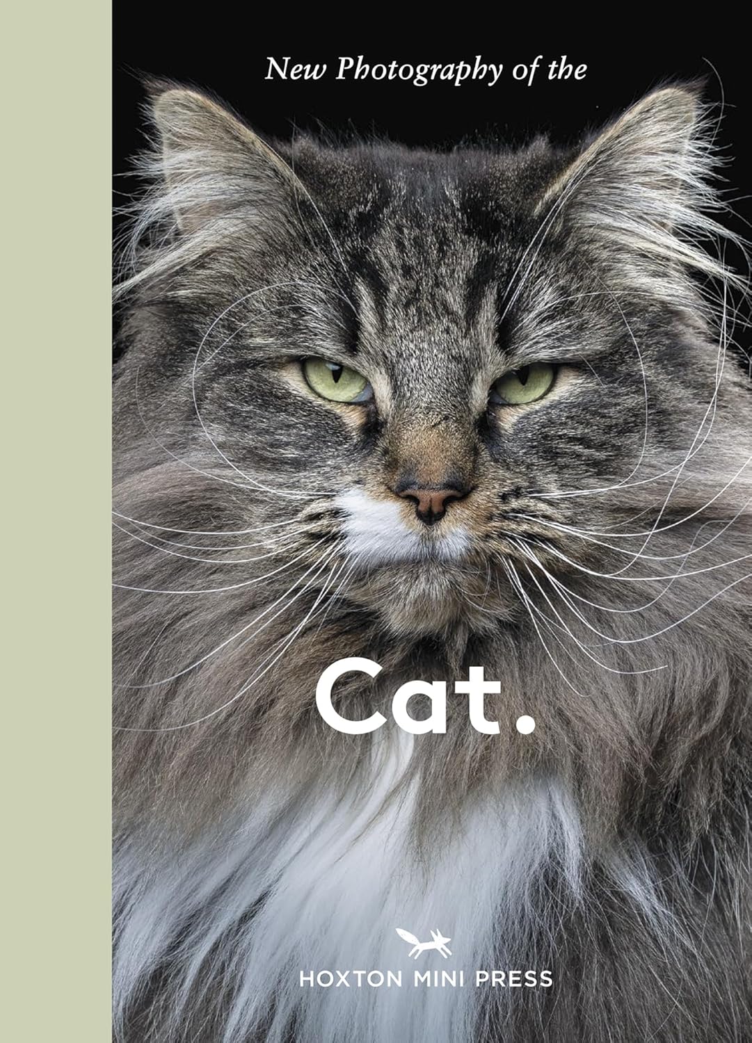 New Photography of the Cat.