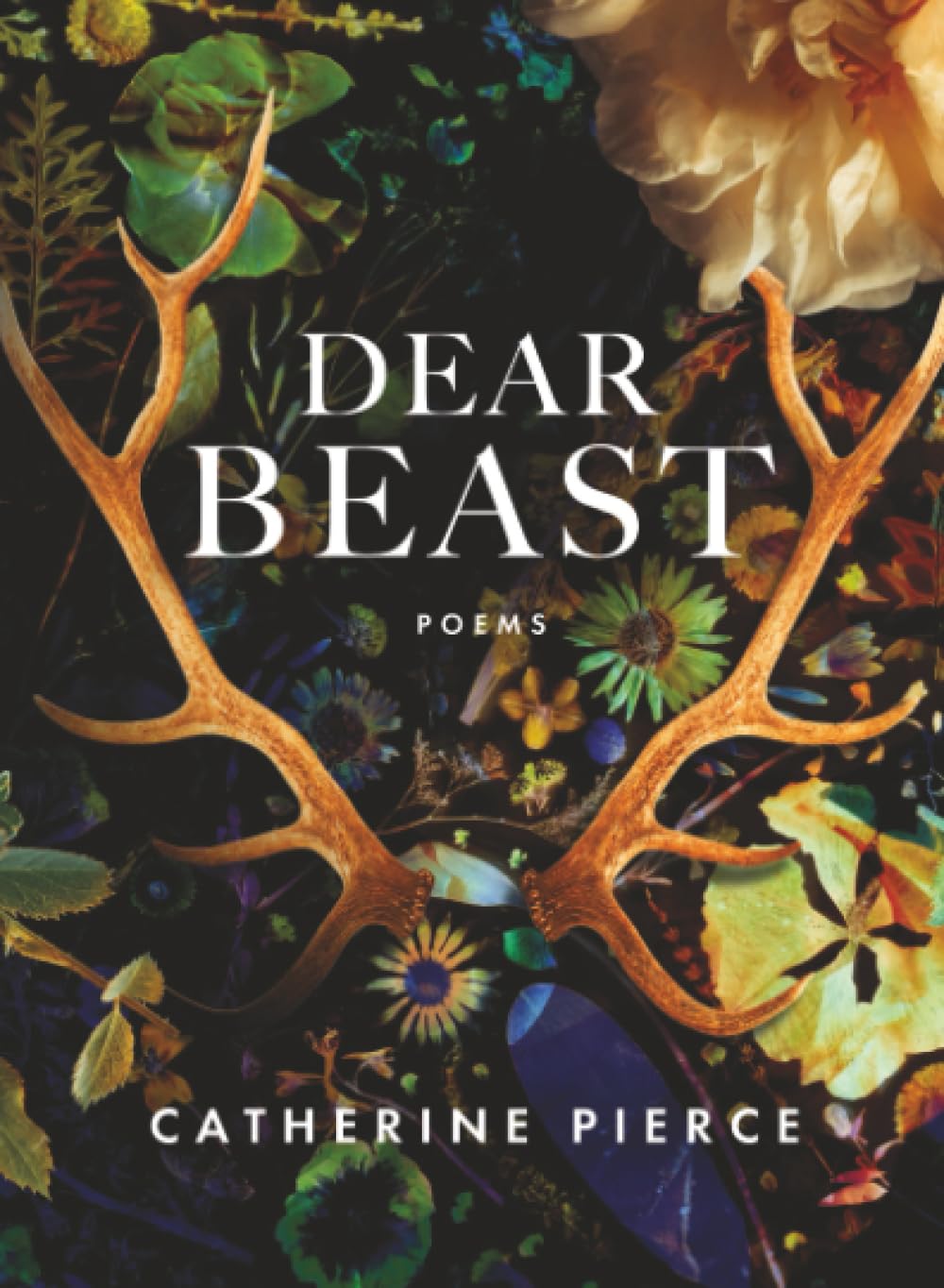 Dear Beast
