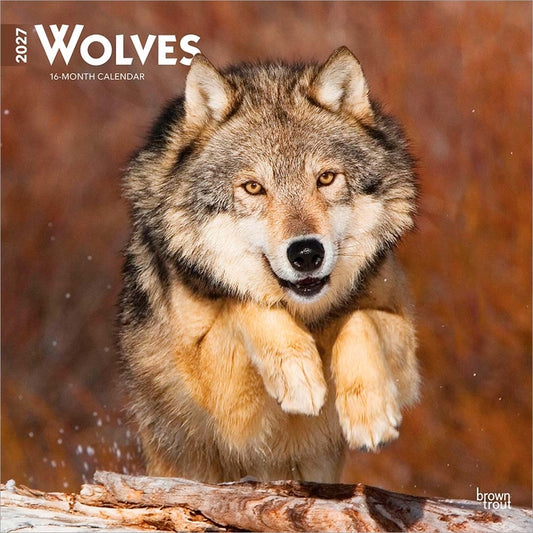Wolves 2027 12 X 24 Inch (Hanging) Monthly Square Wall Calendar Plastic-Free