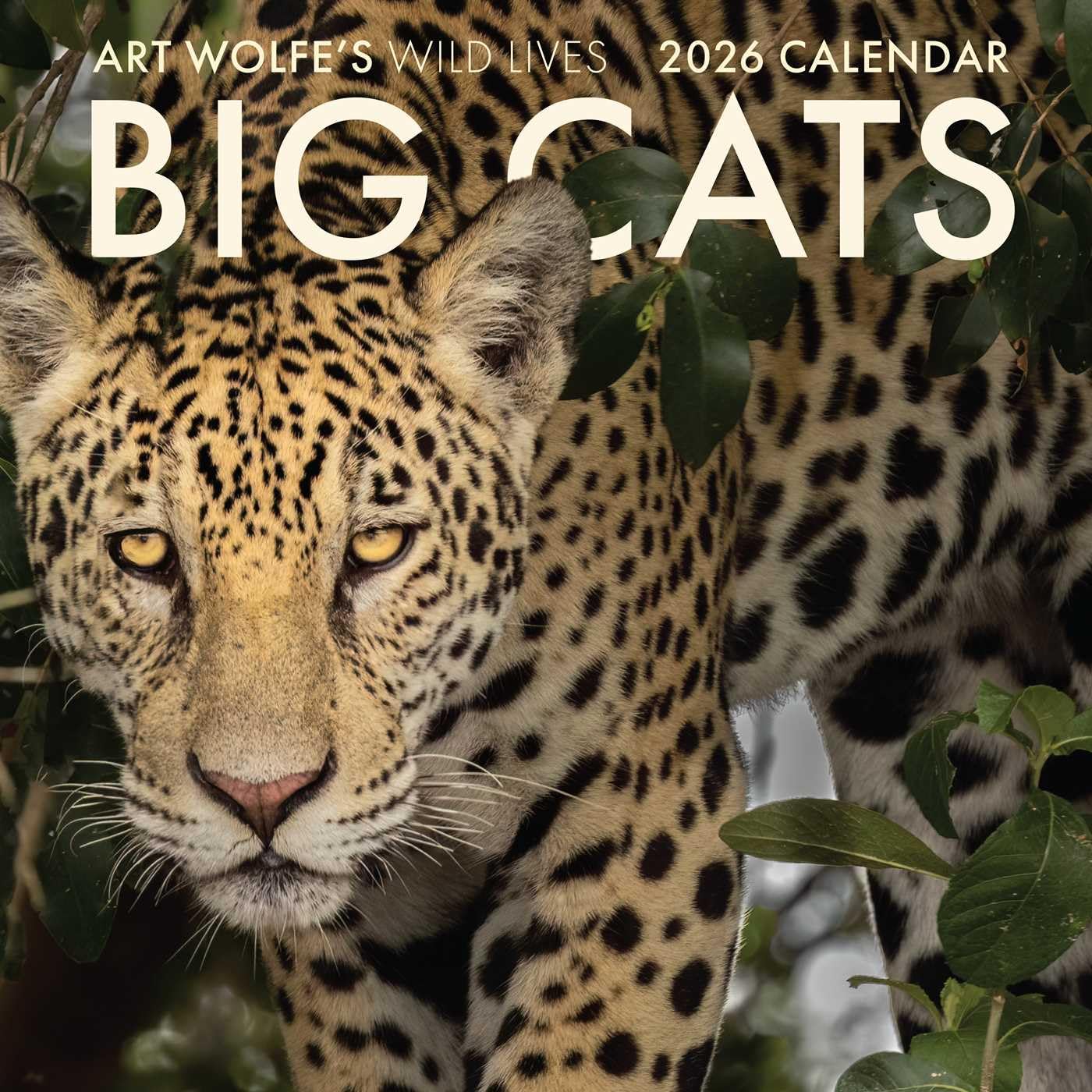 2026 Big Cats Wall Calendar: Art Wolfe's Wild Lives
