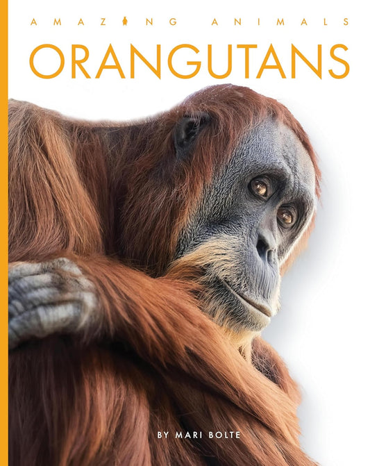 Orangutans