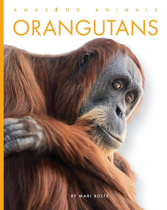 Orangutans