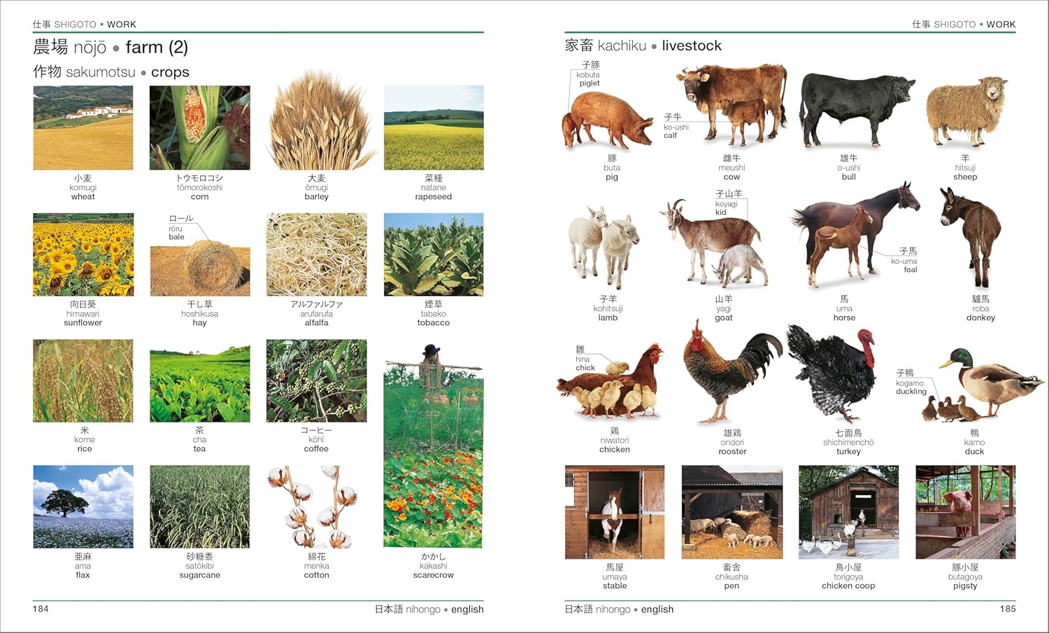 Japanese - English Bilingual Visual Dictionary
