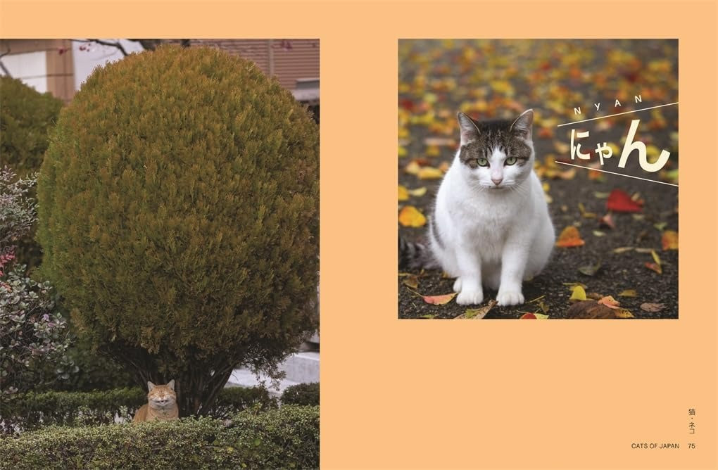 Neko