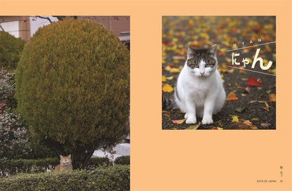 Neko