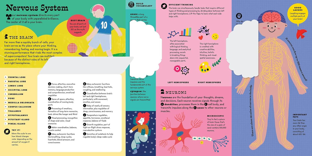 The Interactive Human Body