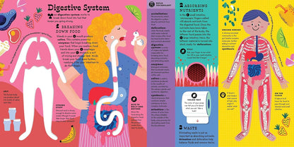 The Interactive Human Body