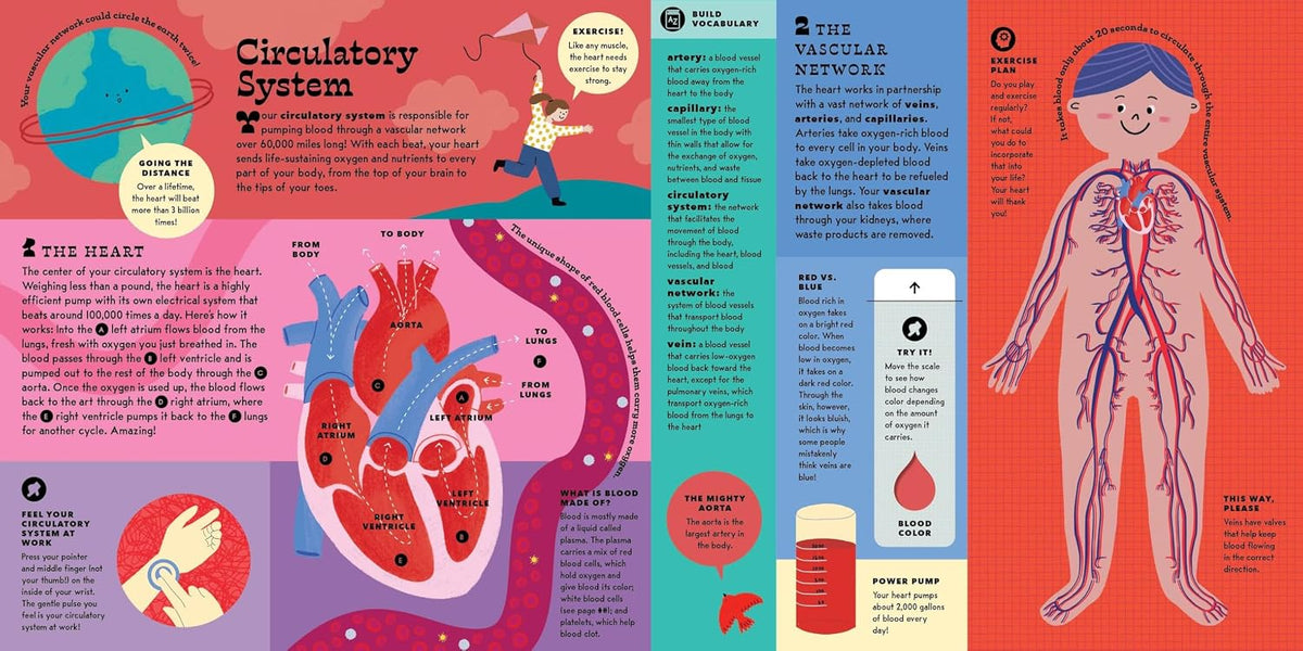 The Interactive Human Body