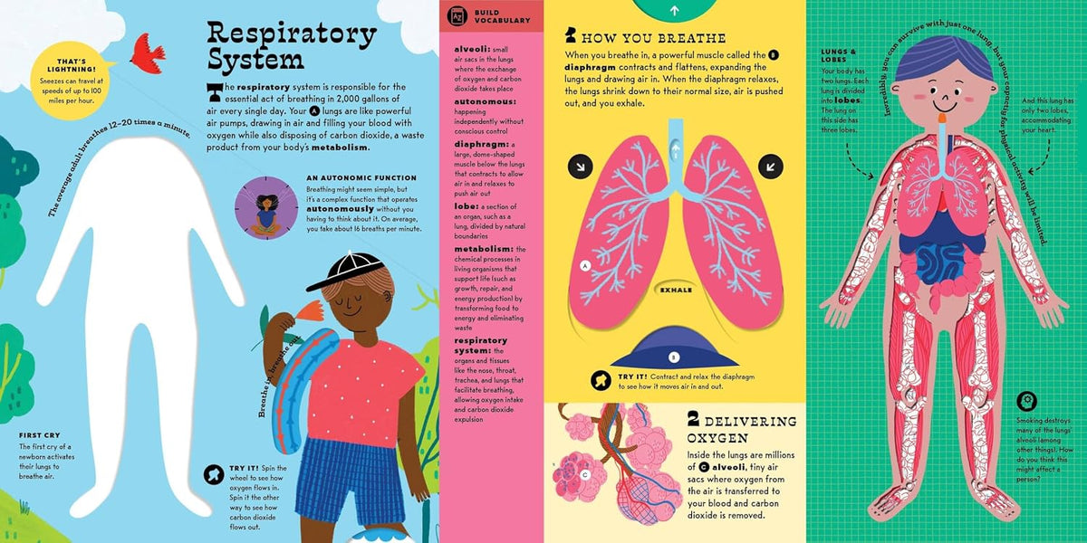 The Interactive Human Body