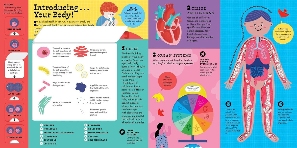 The Interactive Human Body
