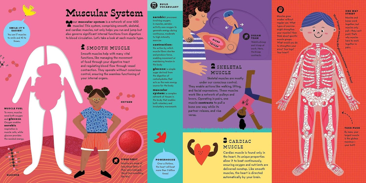 The Interactive Human Body