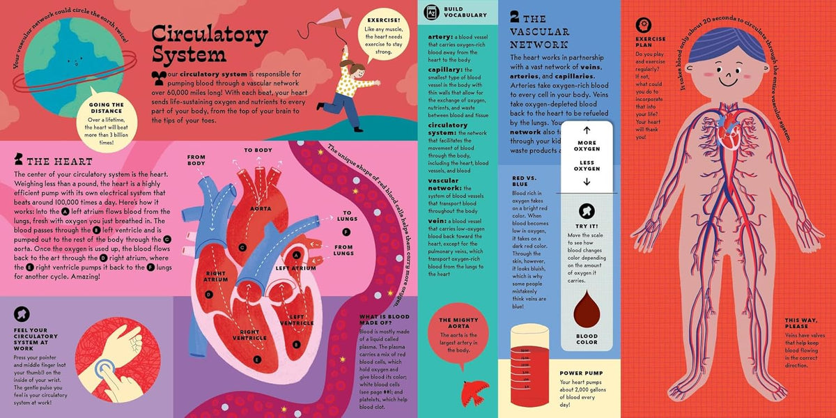 The Interactive Human Body