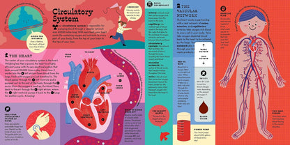 The Interactive Human Body
