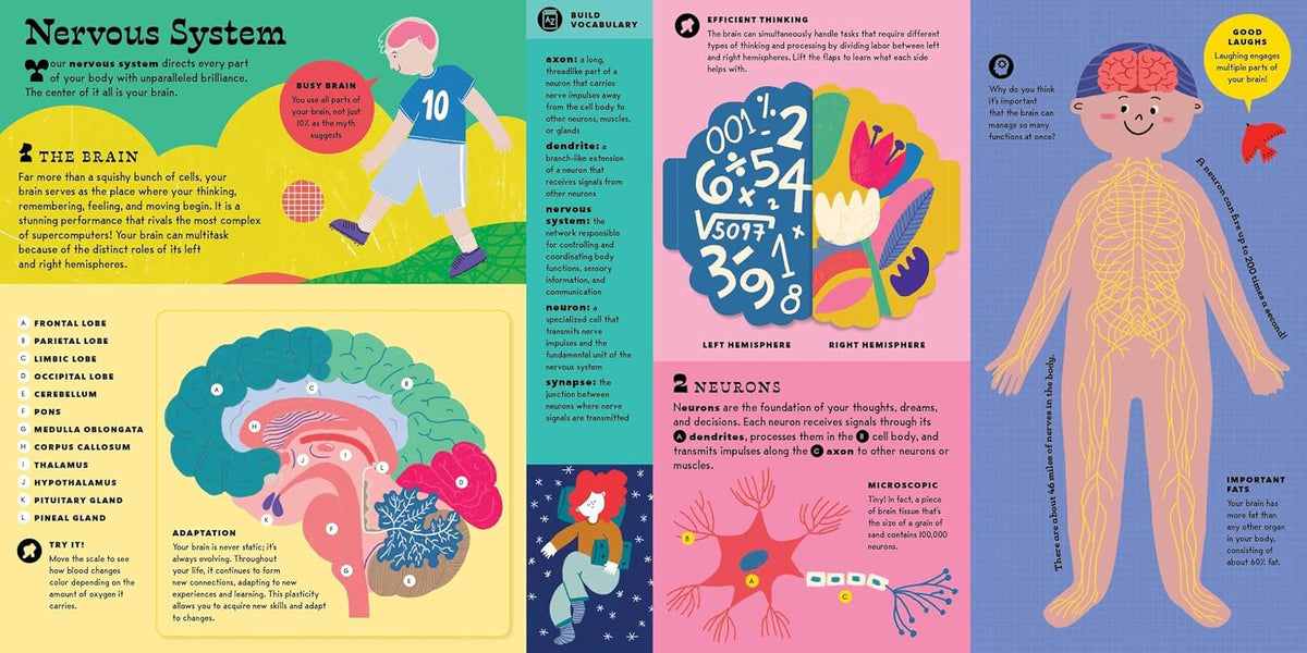 The Interactive Human Body