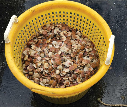 Farmed Sea Scallop Cookbook: Guide to Whole Sea Scallops Sustainably Harvested