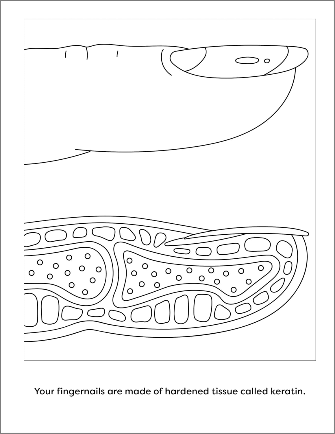 Human Anatomy Coloring Book with Facts: 35+ Coloring Activities with Facts about the Human Body