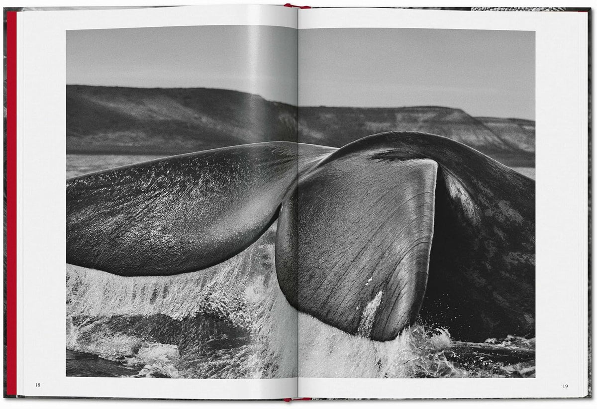 Sebastião Salgado. Genesis
